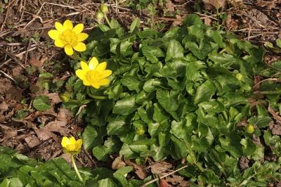 <i>Ficaria grandiflora</i>