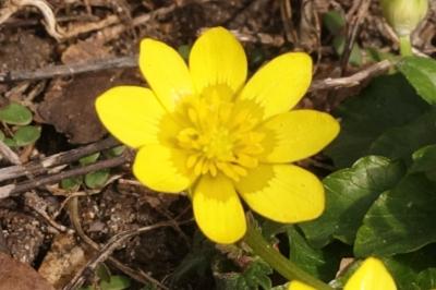 <i>Ficaria grandiflora</i>