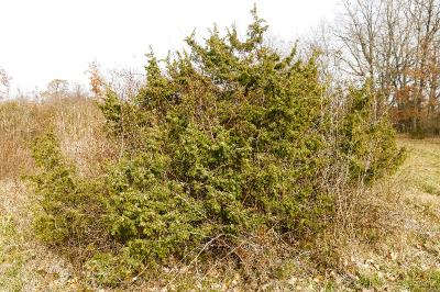 <i>Juniperus communis</i>