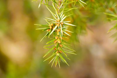 <i>Juniperus communis</i>