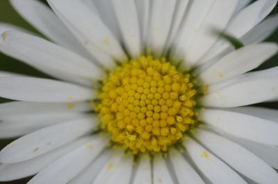<i>Bellis perennis</i>