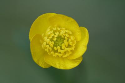 <i>Ranunculus bulbosus</i>