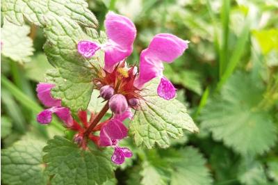 <i>Lamium maculatum</i>