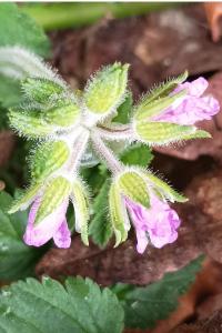 <i>Erodium moschatum</i>