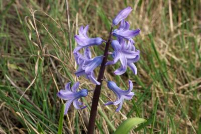 <i>Hyacinthoides</i>