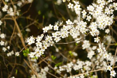 <i>Prunus spinosa</i>