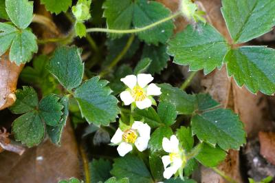 <i>Potentilla sterilis</i>