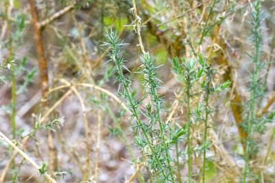 <i>Ulex europaeus</i>