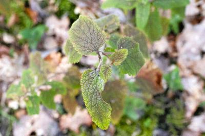 <i>Teucrium scorodonia</i>