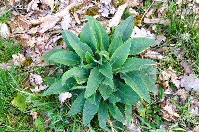 <i>Digitalis purpurea</i>