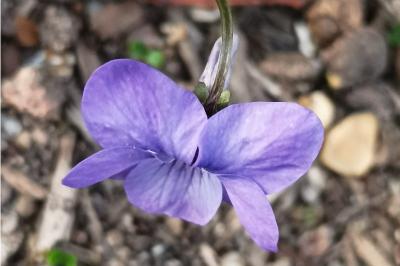 <i>Viola riviniana</i>