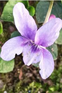 <i>Viola reichenbachiana</i>
