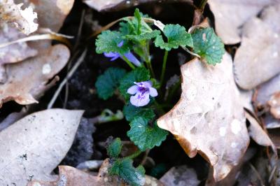 <i>Glechoma hederacea</i>