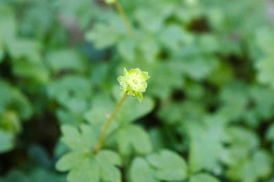 <i>Adoxa moschatellina</i>