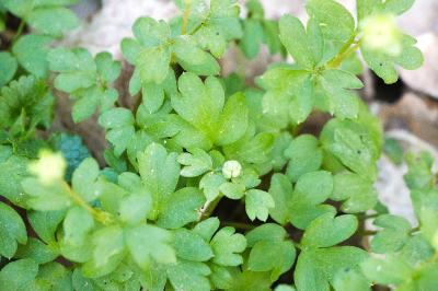<i>Adoxa moschatellina</i>