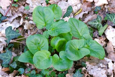 <i>Arum maculatum</i>