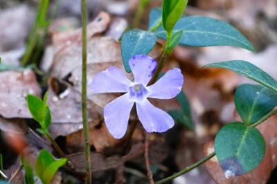 <i>Vinca minor</i>