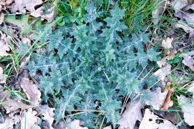 <i>Cirsium vulgare</i>