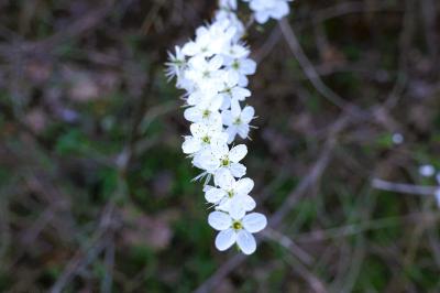 <i>Prunus spinosa</i>