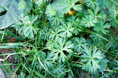<i>Geranium dissectum</i>