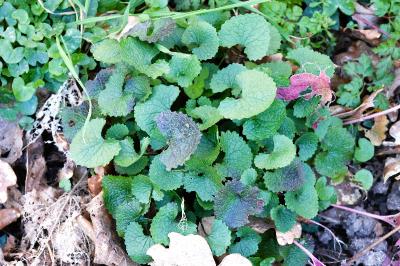 <i>Alliaria petiolata</i>