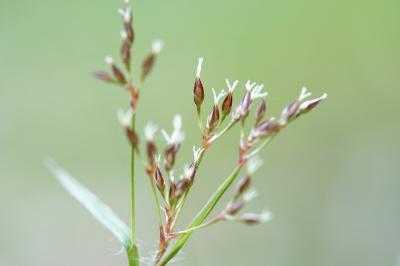 <i>Luzula forsteri</i>