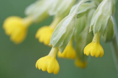 <i>Primula veris</i>