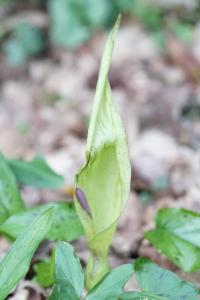 <i>Arum maculatum</i>