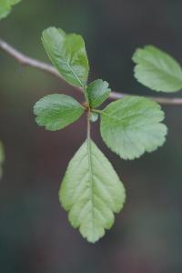 <i>Crataegus laevigata</i>