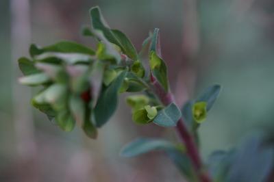<i>Euphorbia amygdaloides</i>