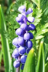 <i>Muscari botryoides</i>