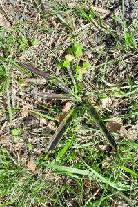 <i>Orchis mascula</i>