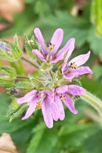 <i>Erodium moschatum</i>