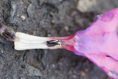 <i>Pulmonaria affinis</i>