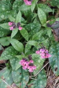 <i>Pulmonaria affinis</i>