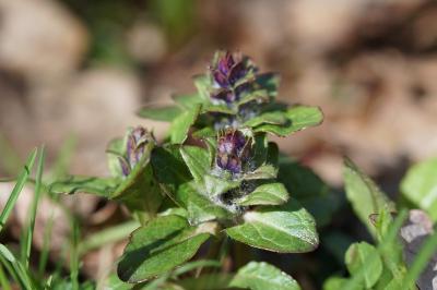 <i>Ajuga reptans</i>