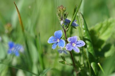 <i>Veronica chamaedrys</i>