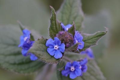 <i>Pentaglottis sempervirens</i>