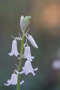 <i>Hyacinthoides non-scripta</i>