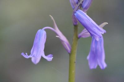 <i>Hyacinthoides non-scripta</i>