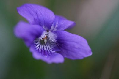 <i>Viola riviniana</i>