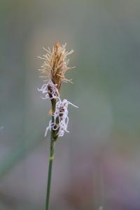 <i>Carex caryophyllea</i>