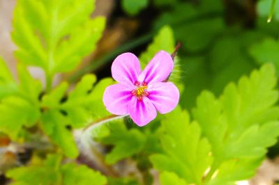 <i>Geranium robertianum</i>