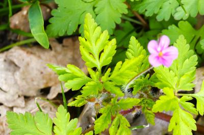 <i>Geranium robertianum</i>