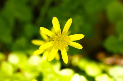 <i>Ficaria verna</i>