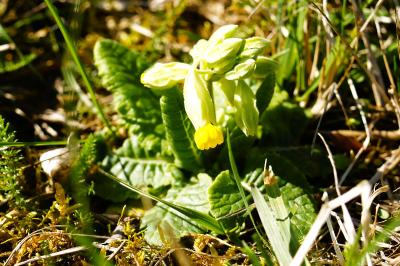 <i>Primula veris</i>