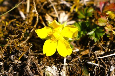 <i>Potentilla verna</i>