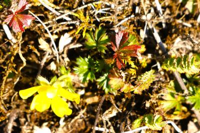 <i>Potentilla verna</i>