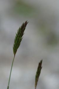 <i>Anthoxanthum odoratum</i>