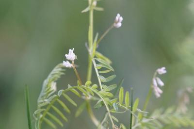 <i>Ervilia hirsuta</i>